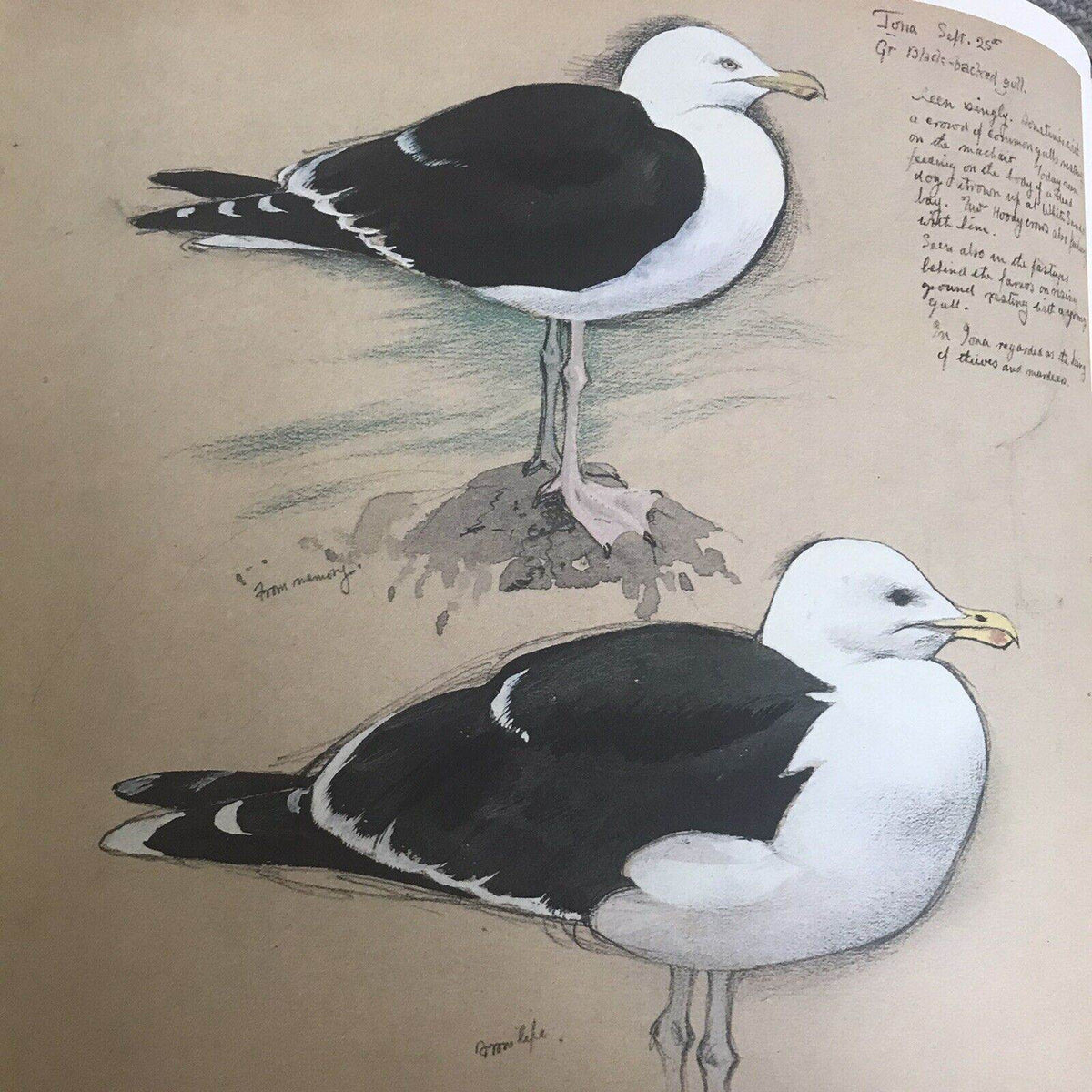 1979 C.F. Tunnicliffe A Sketchbook Of Birds(Ian Niall) Book Club - Honeyburn Books (UK)