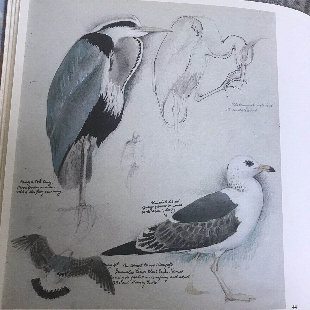 1979 C.F. Tunnicliffe A Sketchbook Of Birds(Ian Niall) Book Club - Honeyburn Books (UK)