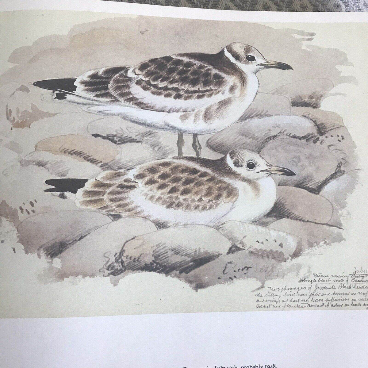 1979 C.F. Tunnicliffe A Sketchbook Of Birds(Ian Niall) Book Club - Honeyburn Books (UK)