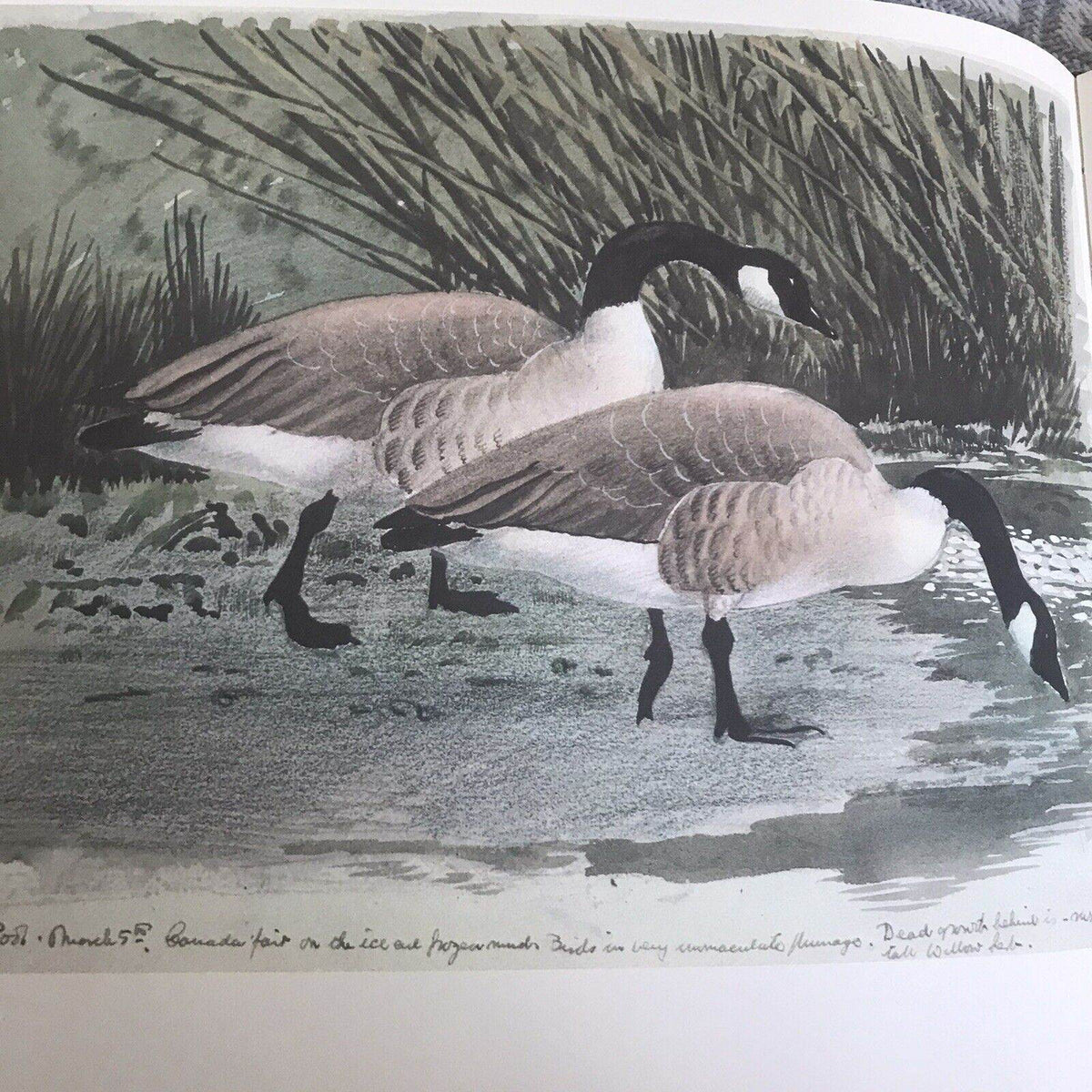 1979 C.F. Tunnicliffe A Sketchbook Of Birds(Ian Niall) Book Club - Honeyburn Books (UK)