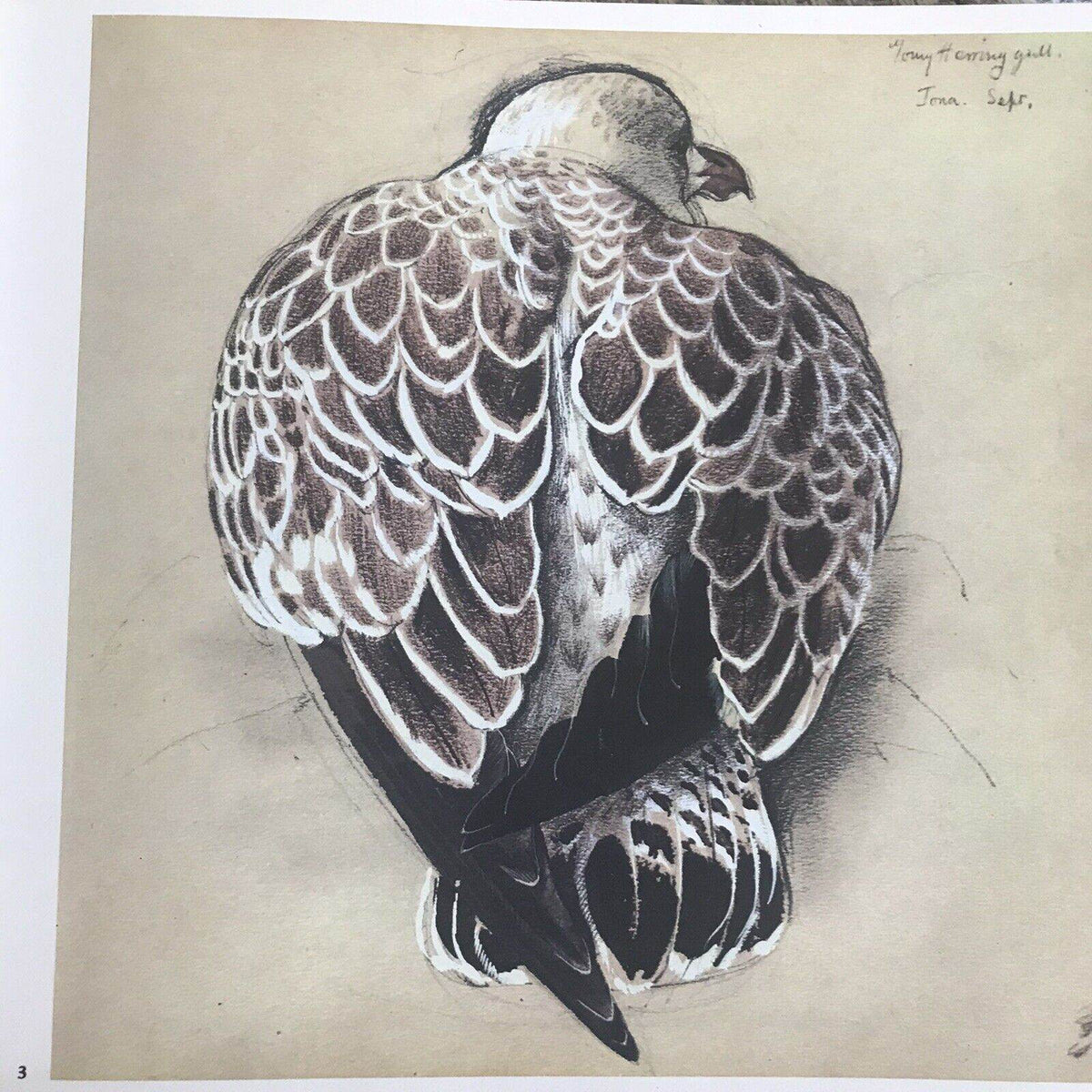 1979 C.F. Tunnicliffe A Sketchbook Of Birds(Ian Niall) Book Club - Honeyburn Books (UK)