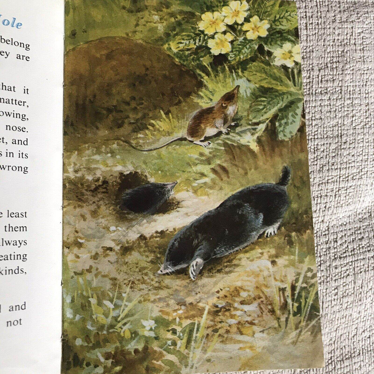 1958*1st* British Wild Animals(series 536) Ladybird By George Cansdale (R. Green - Honeyburn Books (UK)