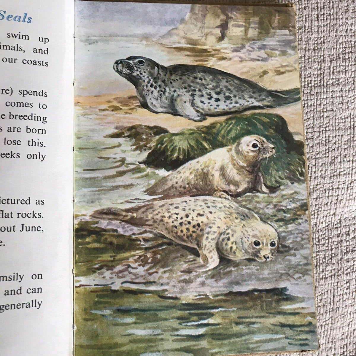 1958*1st* British Wild Animals(series 536) Ladybird By George Cansdale (R. Green - Honeyburn Books (UK)