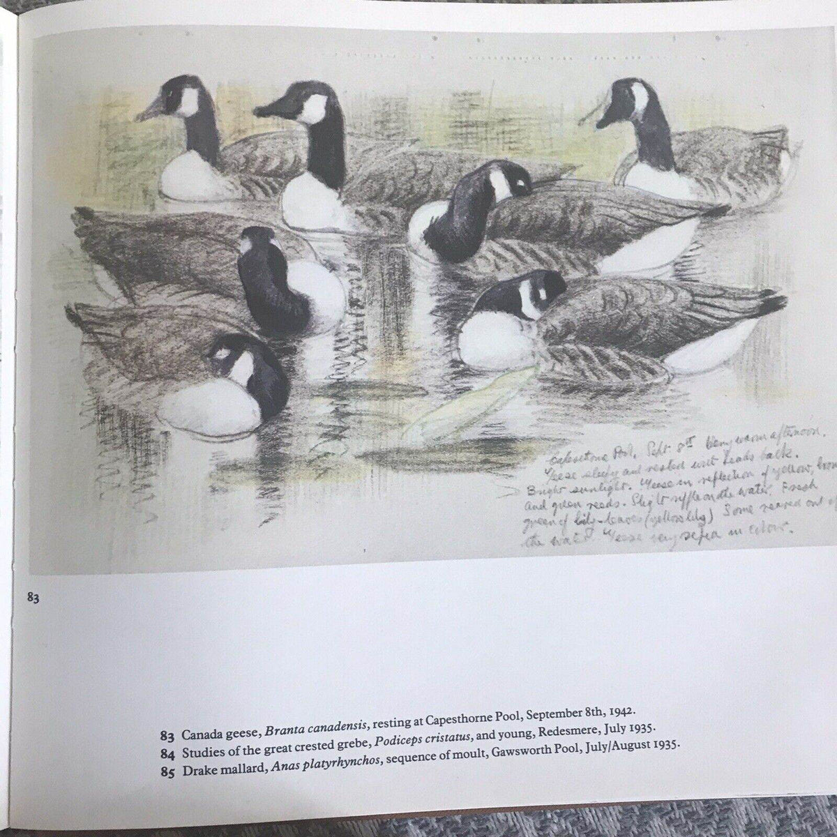 1979 C.F. Tunnicliffe A Sketchbook Of Birds(Ian Niall) Book Club - Honeyburn Books (UK)