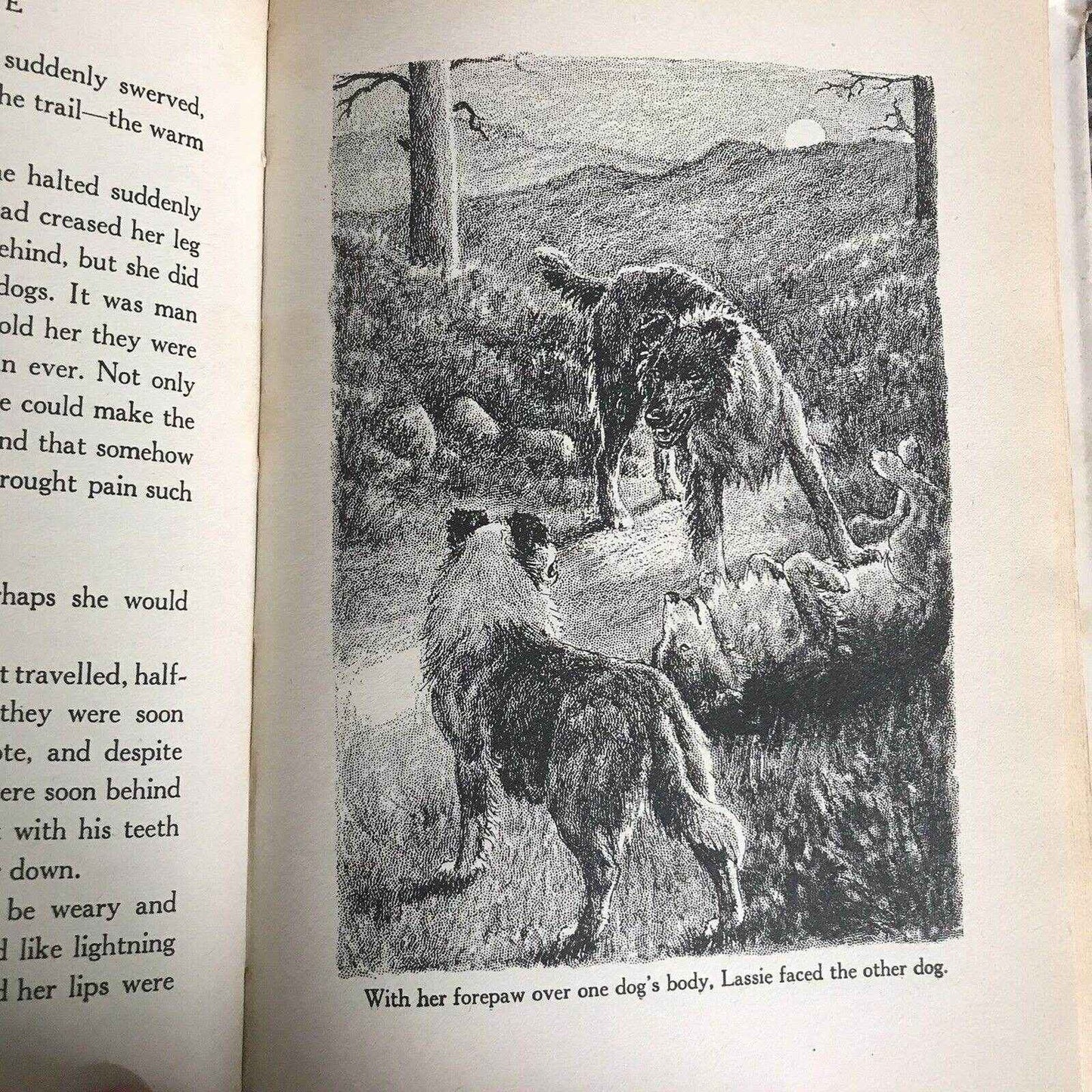 1955 Lassie Come Home Book by Eric Knight with Illustrations by Marguerite Kirmse - Cassell Edition - Honeyburn Books (UK)