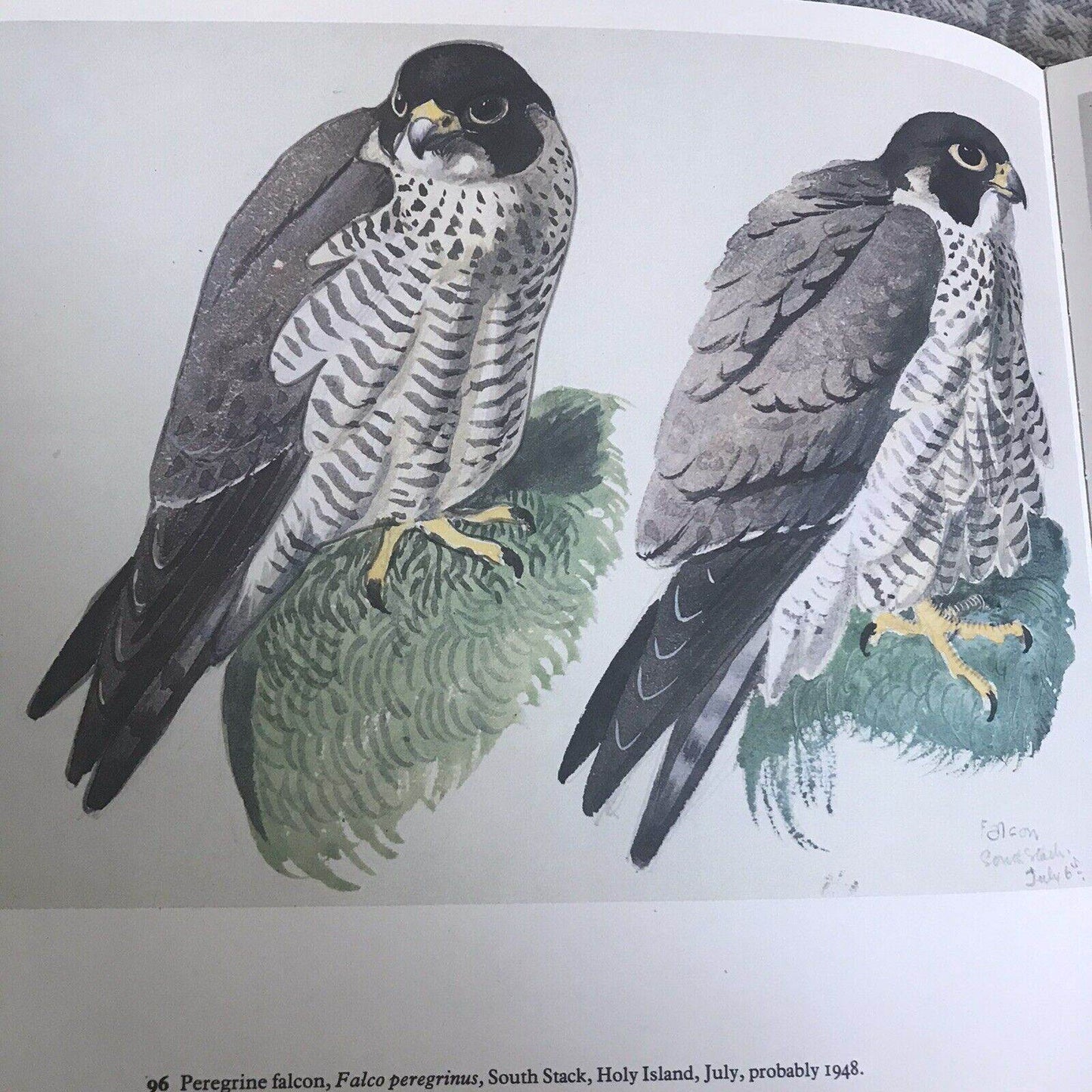 1979 C.F. Tunnicliffe A Sketchbook Of Birds(Ian Niall) Book Club - Honeyburn Books (UK)