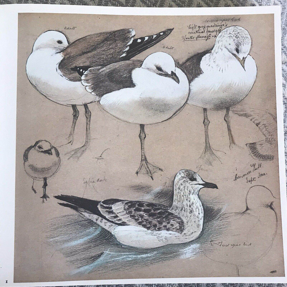 1979 C.F. Tunnicliffe A Sketchbook Of Birds(Ian Niall) Book Club - Honeyburn Books (UK)