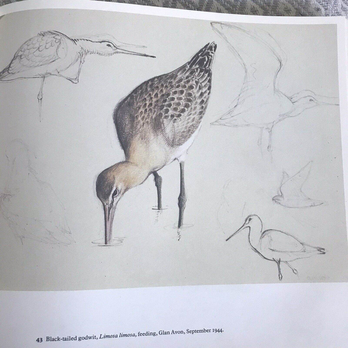 1979 C.F. Tunnicliffe A Sketchbook Of Birds(Ian Niall) Book Club - Honeyburn Books (UK)