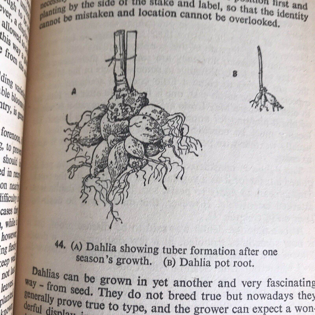 1953 The Flower Garden - E. R. Janes (Illust Arthur H. Hall) Penguin - Honeyburn Books (UK)