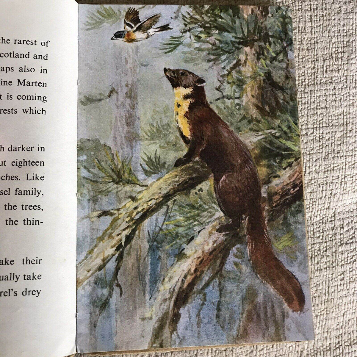 1958*1st* British Wild Animals(series 536) Ladybird By George Cansdale (R. Green - Honeyburn Books (UK)