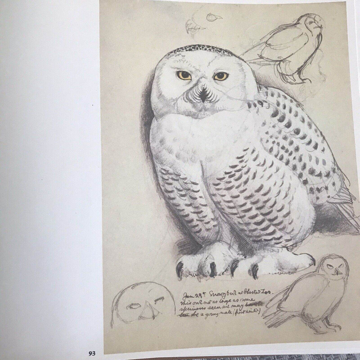 1979 C.F. Tunnicliffe A Sketchbook Of Birds(Ian Niall) Book Club - Honeyburn Books (UK)