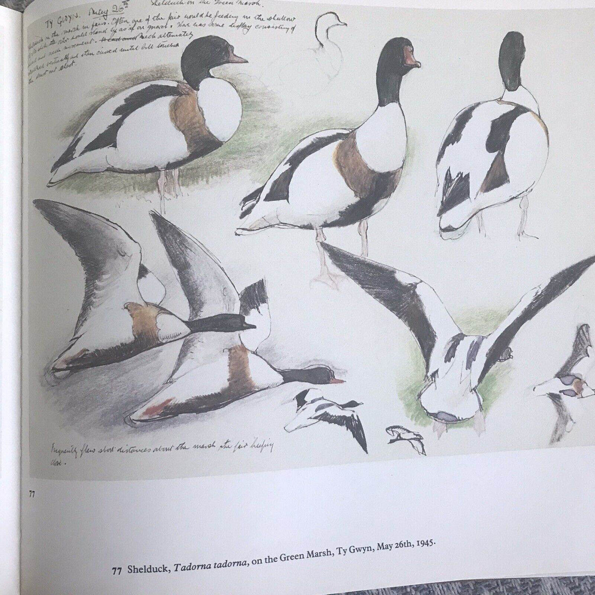 1979 C.F. Tunnicliffe A Sketchbook Of Birds(Ian Niall) Book Club - Honeyburn Books (UK)