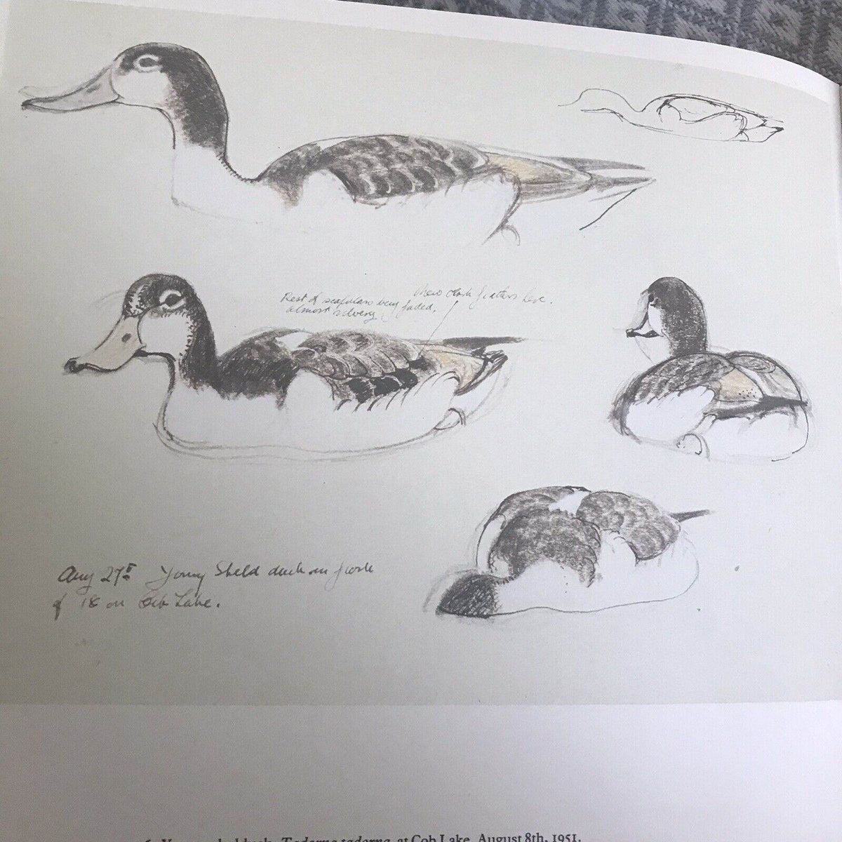 1979 C.F. Tunnicliffe A Sketchbook Of Birds(Ian Niall) Book Club - Honeyburn Books (UK)