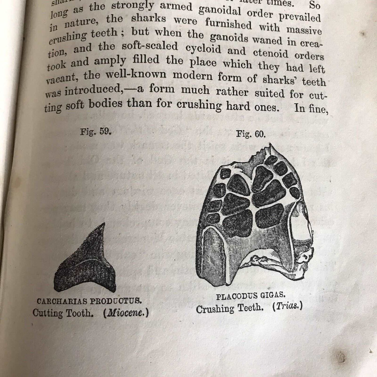 1857 The Testimony Of The Rocks - Hugh Miller(Thomas Constable & Co) Honeyburn Books (UK)