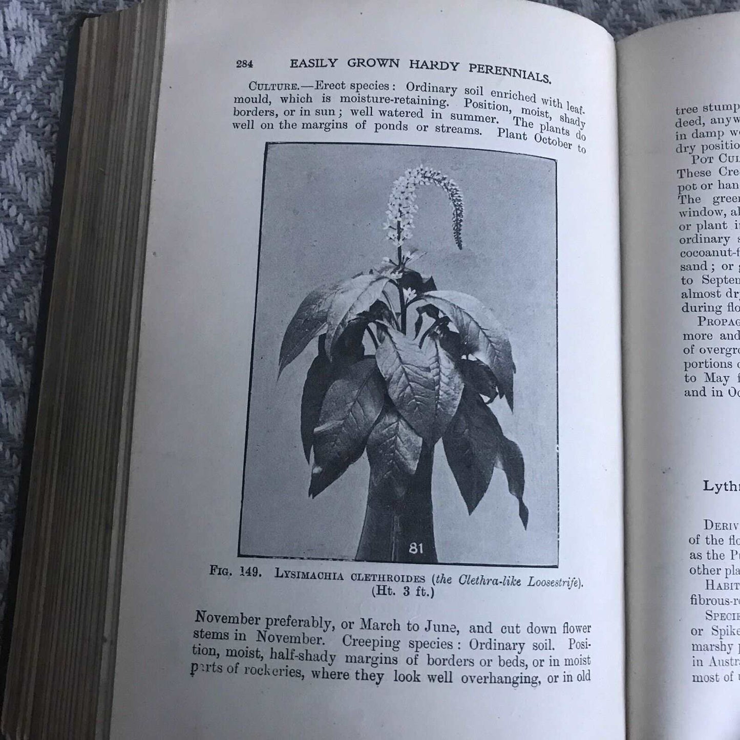 1902 Easily Grown Hardy Perennials - George Vos (Collingridge Pub) Honeyburn Books (UK)