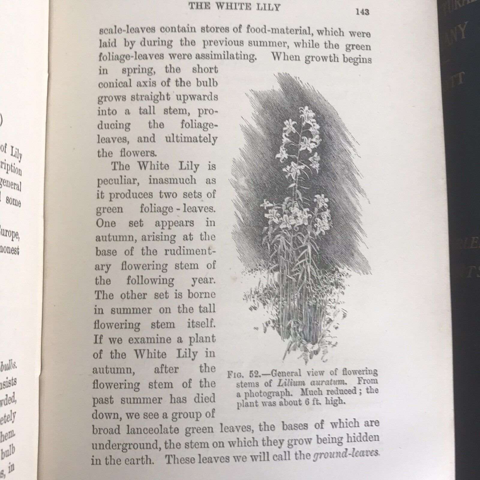 1909 & 1912 Structured Botany Flowering / Flowerless Plants - D. H. Scott (A&C ) Honeyburn Books (UK)