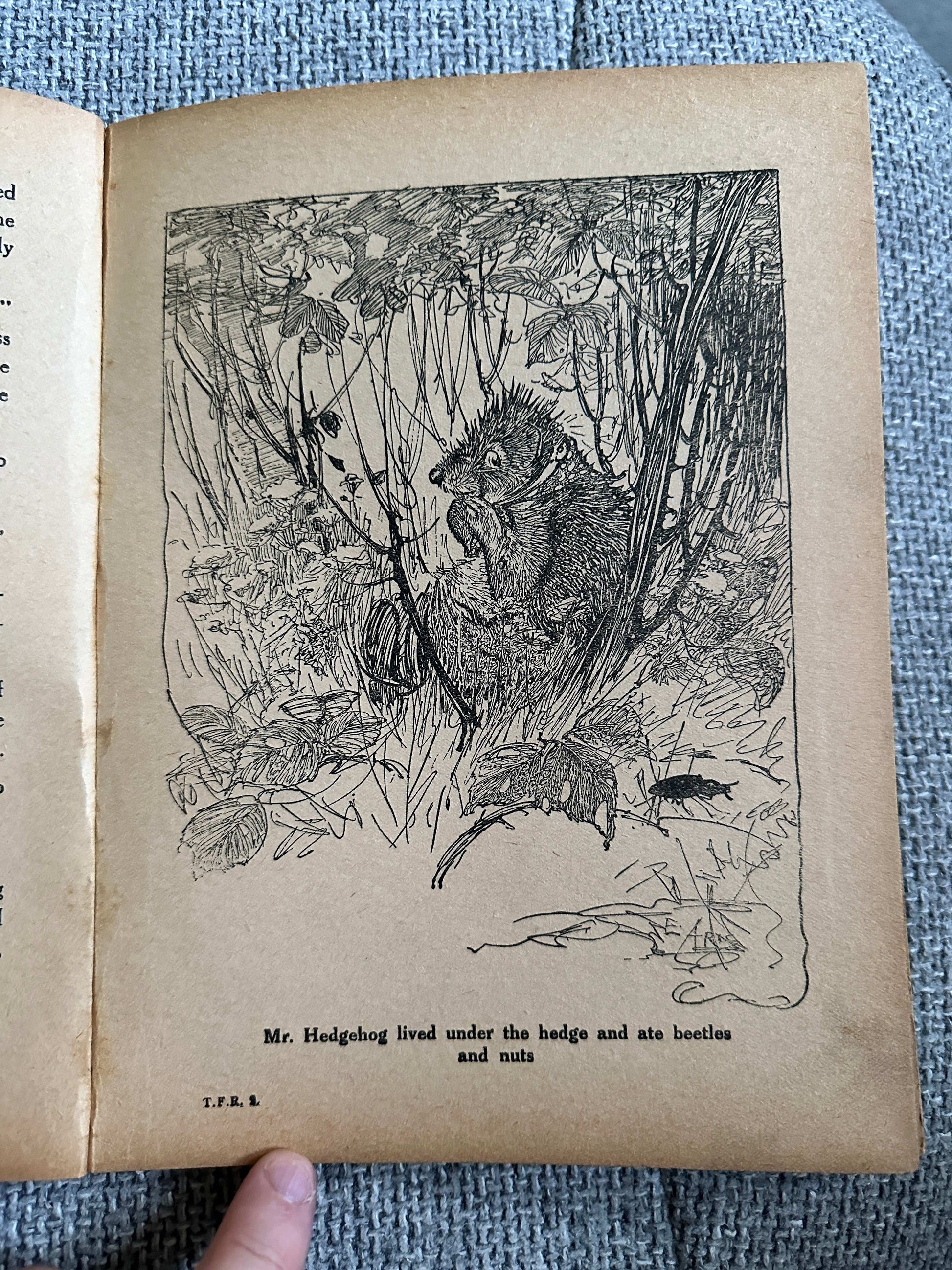 Illustration of Mr. Hedgehog from 1933 The Fairy Ring hardback showing a hedgehog under a hedge