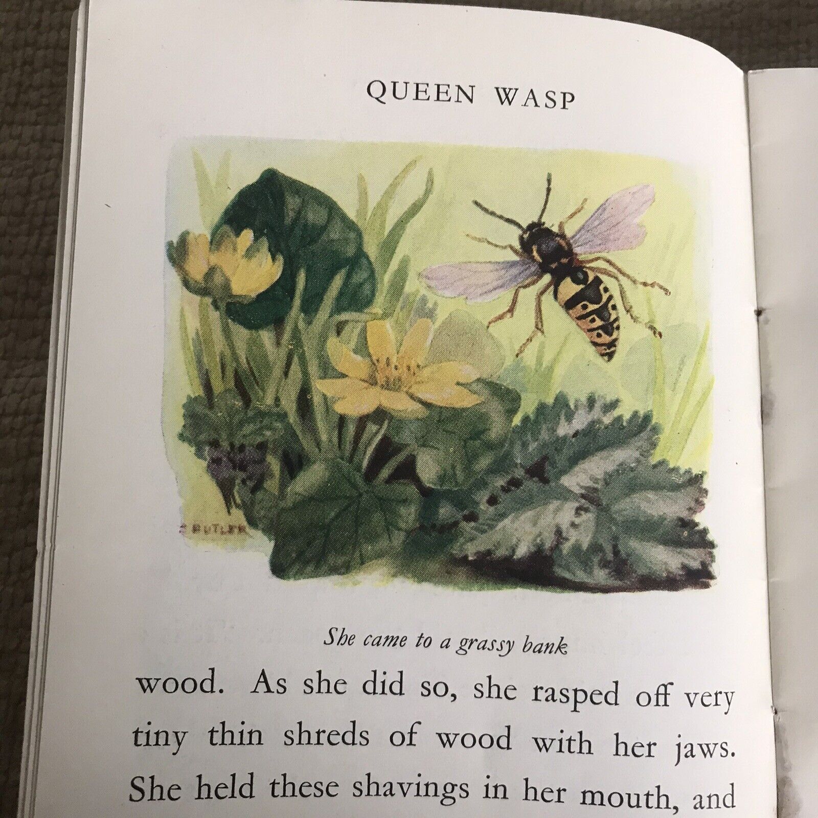 1950 Tales Of The Wild Folk: Queen Wasp - Cecily M. Rutley(B. Butler Illust) Honeyburn Books (UK)