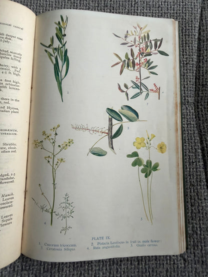1914*1st* FLOWERING PLANTS OF THE RIVIERA. A Descriptive Account of 1800 of the More Interesting Species. By H. Stuart Thompson, F.L.S. With an Introduction on Riviera Vegetation by A. G. Tansley, (Longmans, Green &  Co. Ltd)