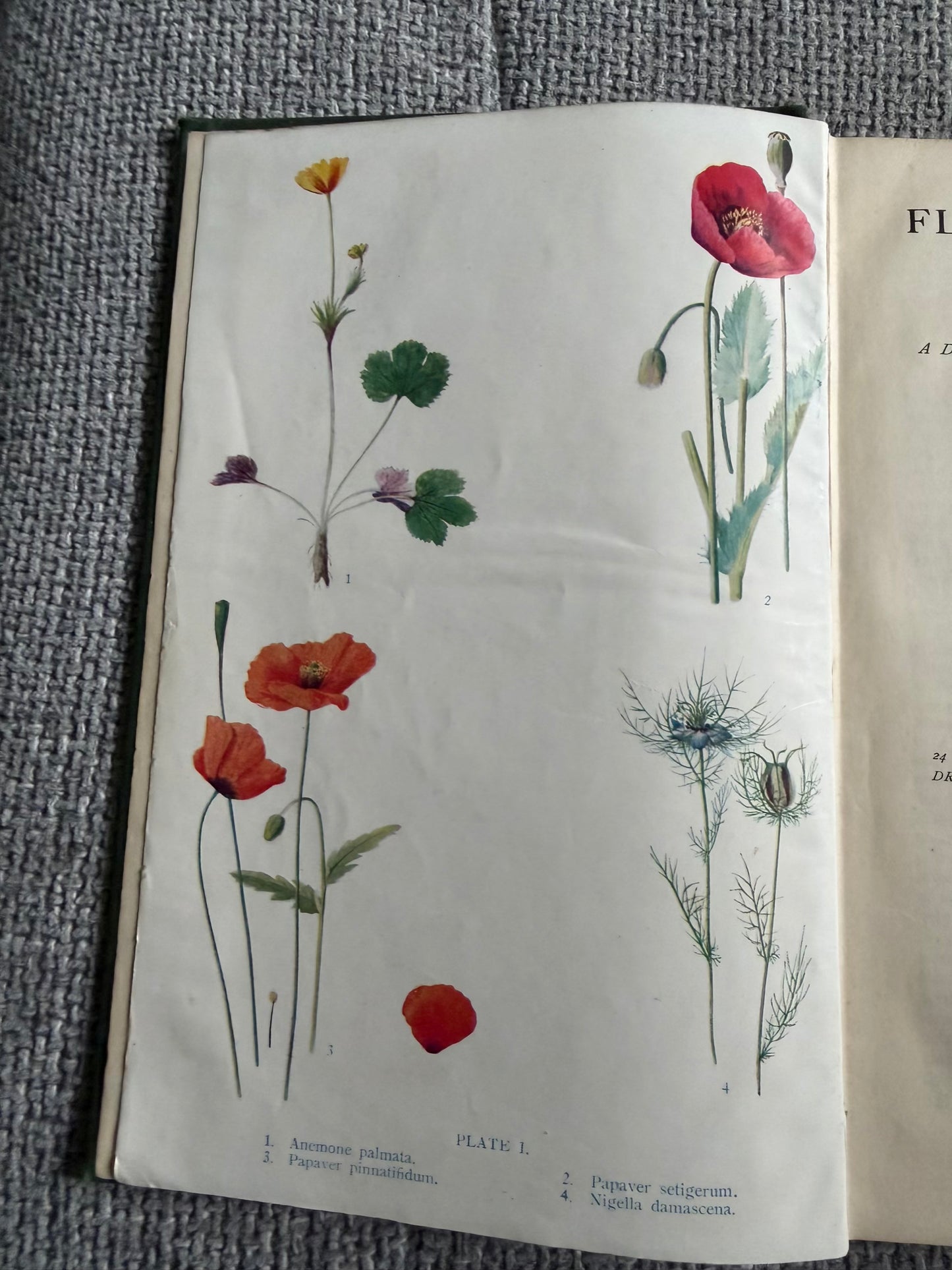 1914*1st* FLOWERING PLANTS OF THE RIVIERA. A Descriptive Account of 1800 of the More Interesting Species. By H. Stuart Thompson, F.L.S. With an Introduction on Riviera Vegetation by A. G. Tansley, (Longmans, Green &  Co. Ltd)