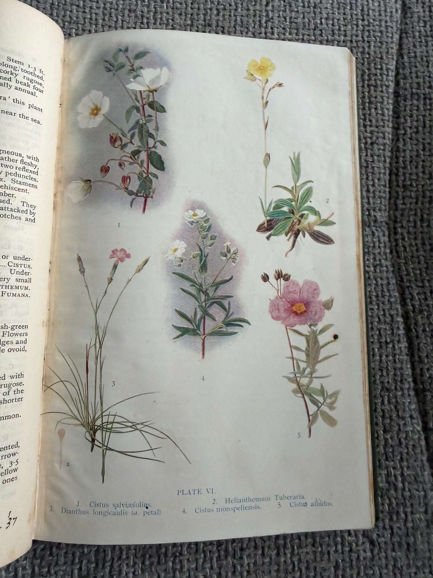 1914*1st* FLOWERING PLANTS OF THE RIVIERA. A Descriptive Account of 1800 of the More Interesting Species. By H. Stuart Thompson, F.L.S. With an Introduction on Riviera Vegetation by A. G. Tansley, (Longmans, Green &  Co. Ltd)