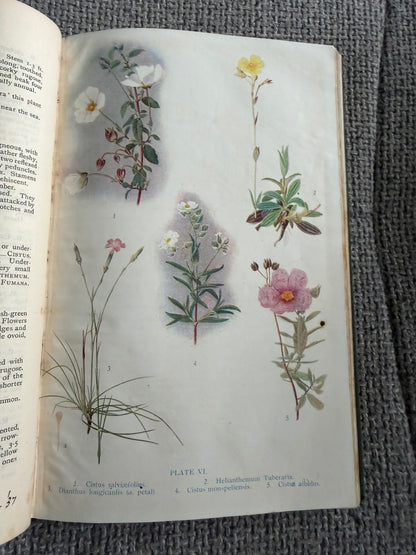 1914*1st* FLOWERING PLANTS OF THE RIVIERA. A Descriptive Account of 1800 of the More Interesting Species. By H. Stuart Thompson, F.L.S. With an Introduction on Riviera Vegetation by A. G. Tansley, (Longmans, Green &  Co. Ltd)