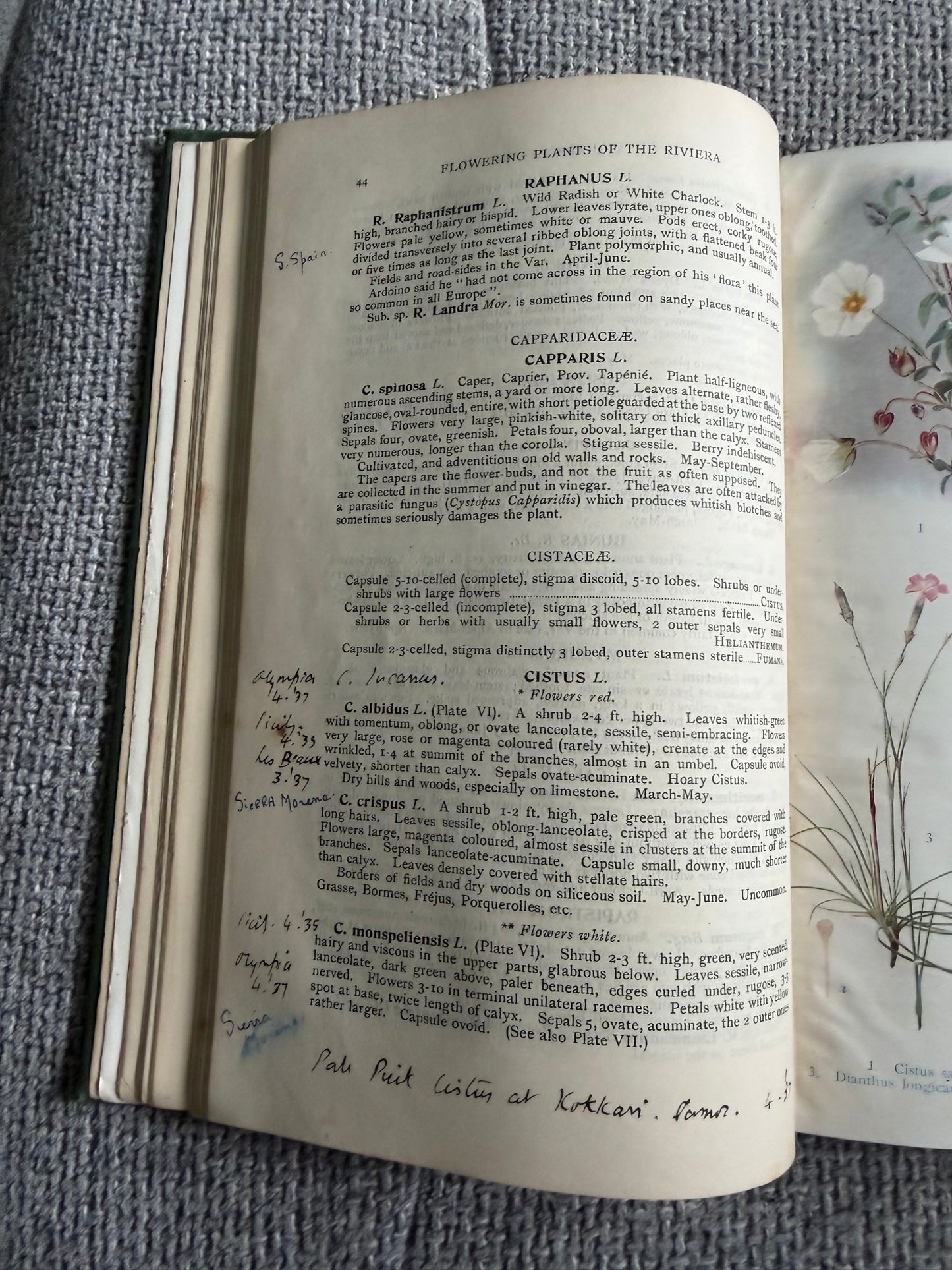 1914*1st* FLOWERING PLANTS OF THE RIVIERA. A Descriptive Account of 1800 of the More Interesting Species. By H. Stuart Thompson, F.L.S. With an Introduction on Riviera Vegetation by A. G. Tansley, (Longmans, Green &  Co. Ltd)