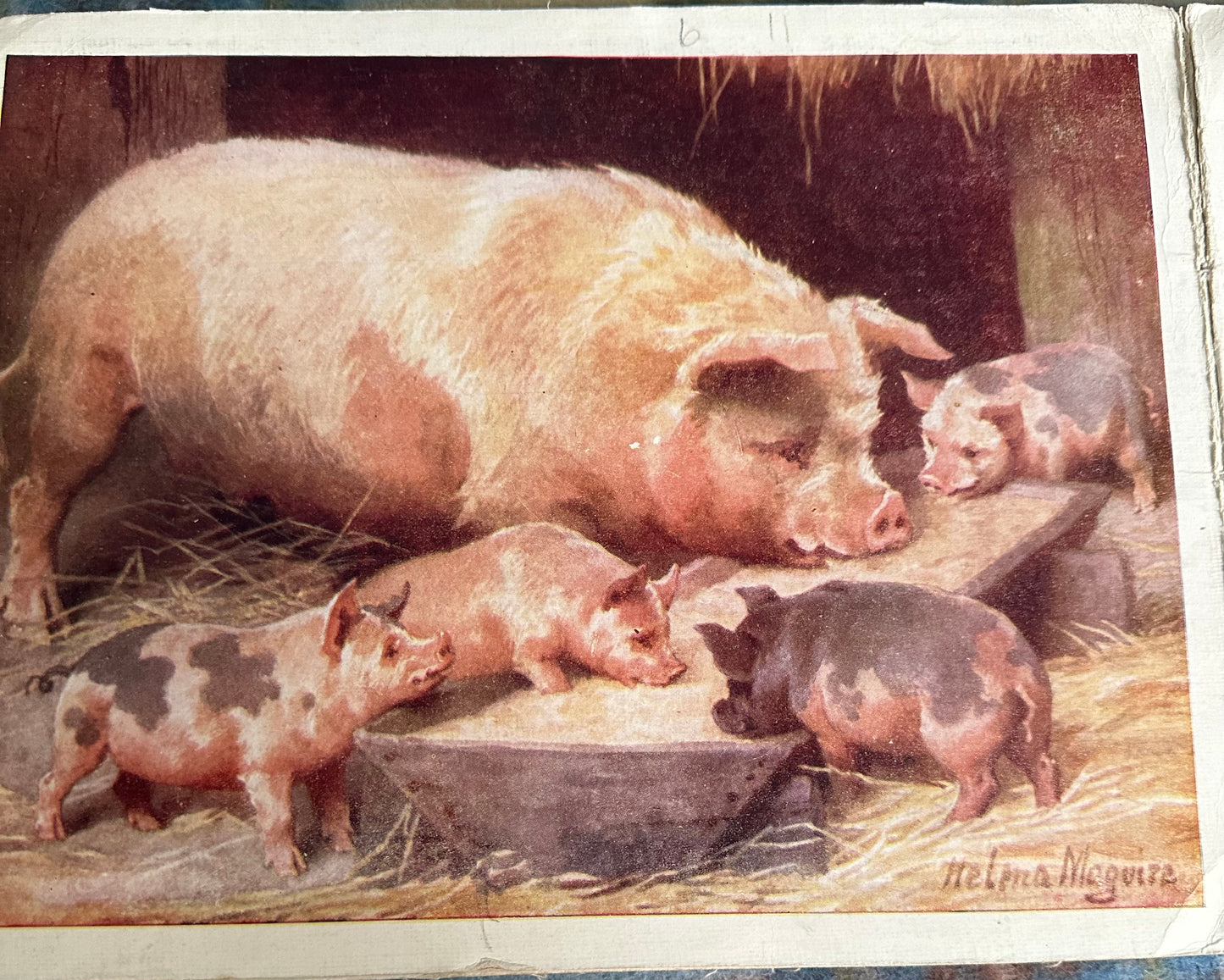 1930*1st* Animal Pictures(Helena Maguire Illust) Thomas Nelson