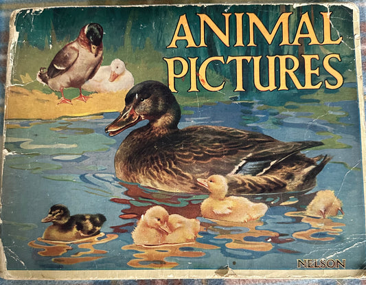 1930*1st* Animal Pictures(Helena Maguire Illust) Thomas Nelson