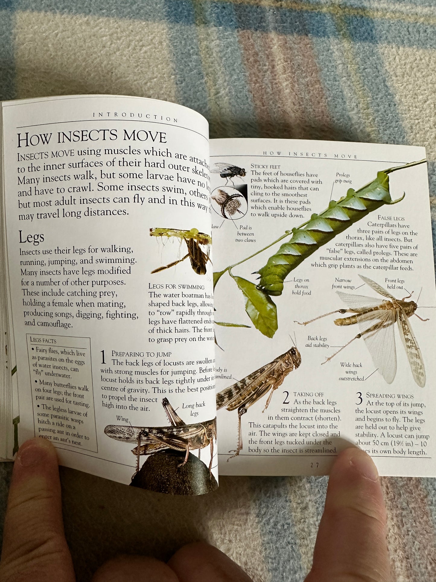 1995 Insects(Pockets) Dorling Kindersley