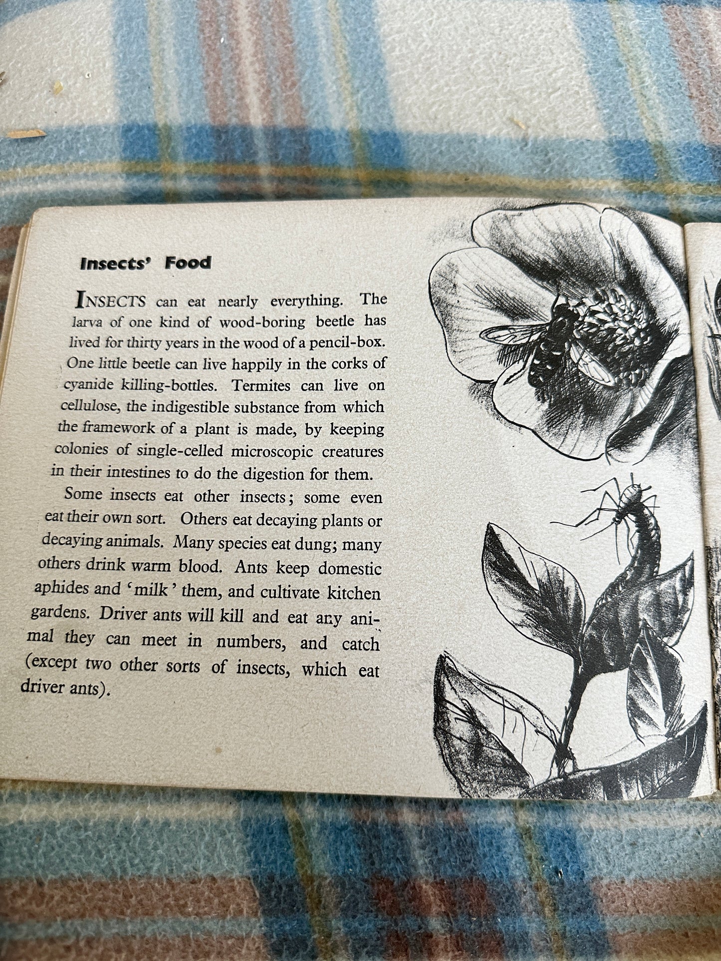 1940’s A Book Of Insects(Puffin Picture Book 5)Richard James(James Holland illustration)