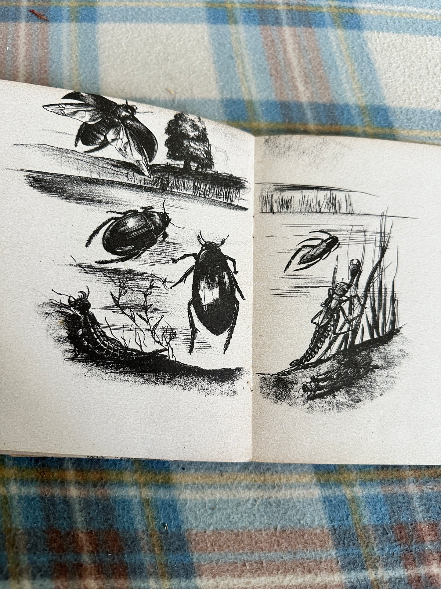 1940’s A Book Of Insects(Puffin Picture Book 5)Richard James(James Holland illustration)