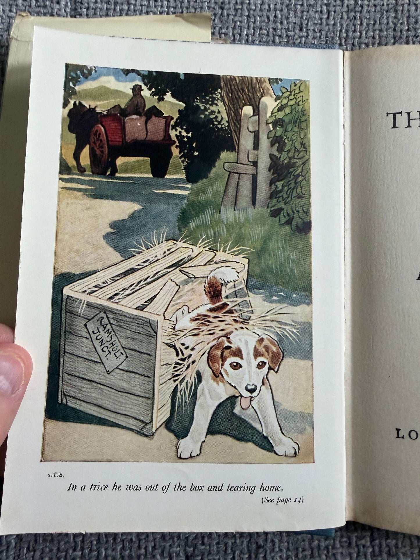 1955 Shadow The Sheep-Dog - Enid Blyton (G. W. Backhouse illust) Collins