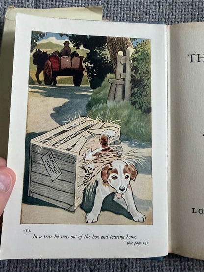 1955 Shadow The Sheep-Dog - Enid Blyton (G. W. Backhouse illust) Collins
