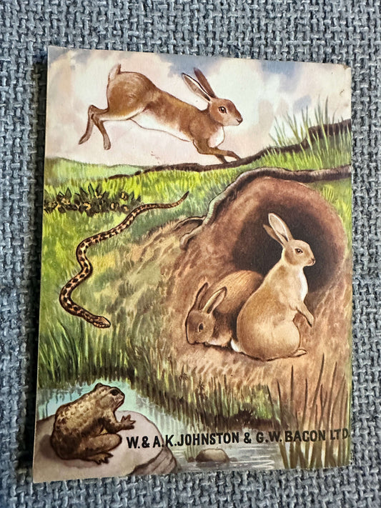 1961 Animals At Home (Little Books No1) Enid Blyton (Whyte cover art) W. A. K. Johnston & G. W. Bacon Ltd