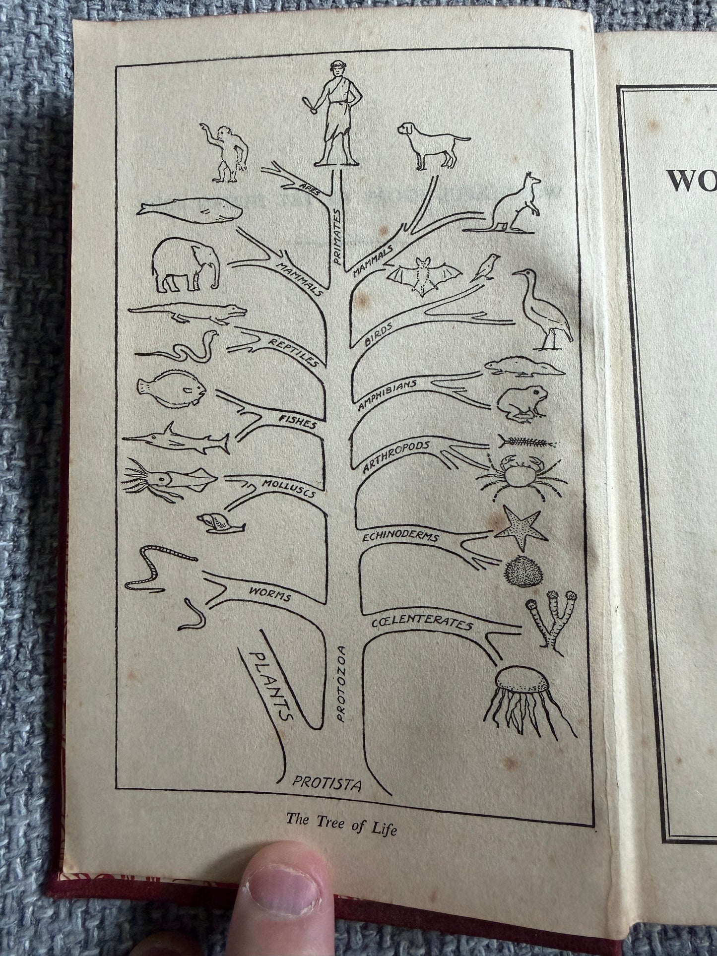 1938 The Wonderful Story Of The Human Body - A Well-Known Physician (W. Thornton Shiells illustrated) Oldham’s Press Ltd.