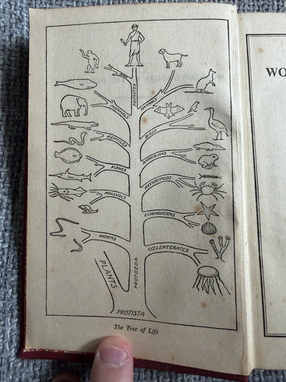 1938 The Wonderful Story Of The Human Body - A Well-Known Physician (W. Thornton Shiells illustrated) Oldham’s Press Ltd.