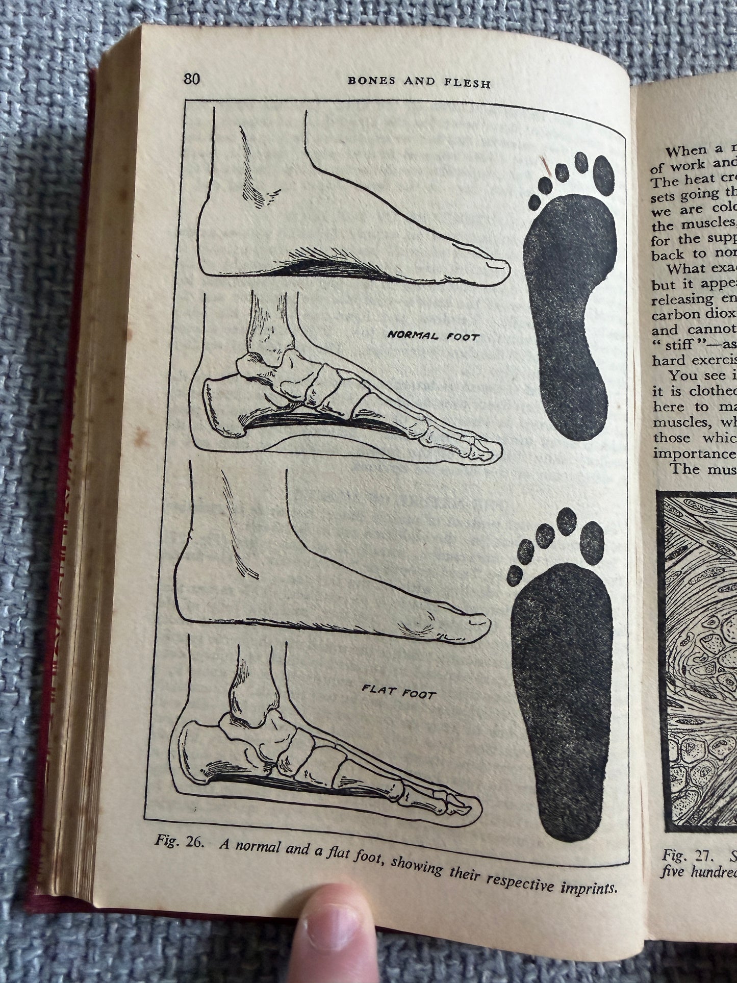 1938 The Wonderful Story Of The Human Body - A Well-Known Physician (W. Thornton Shiells illustrated) Oldham’s Press Ltd.