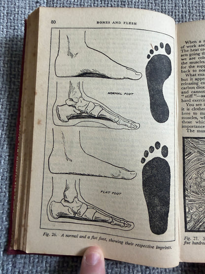 1938 The Wonderful Story Of The Human Body - A Well-Known Physician (W. Thornton Shiells illustrated) Oldham’s Press Ltd.