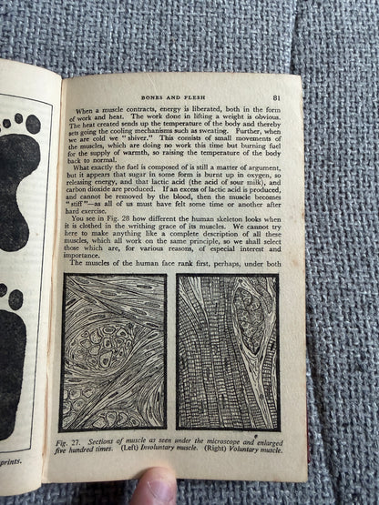 1938 The Wonderful Story Of The Human Body - A Well-Known Physician (W. Thornton Shiells illustrated) Oldham’s Press Ltd.