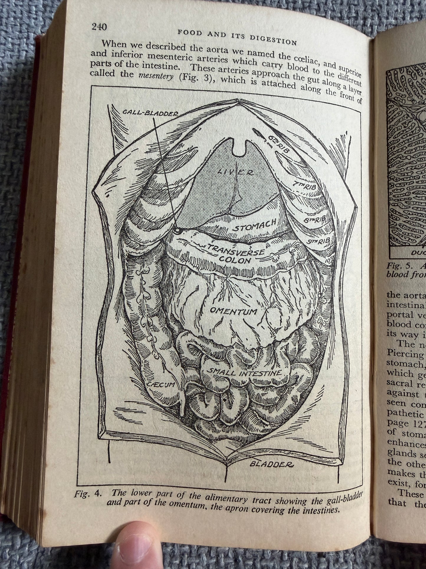 1938 The Wonderful Story Of The Human Body - A Well-Known Physician (W. Thornton Shiells illustrated) Oldham’s Press Ltd.