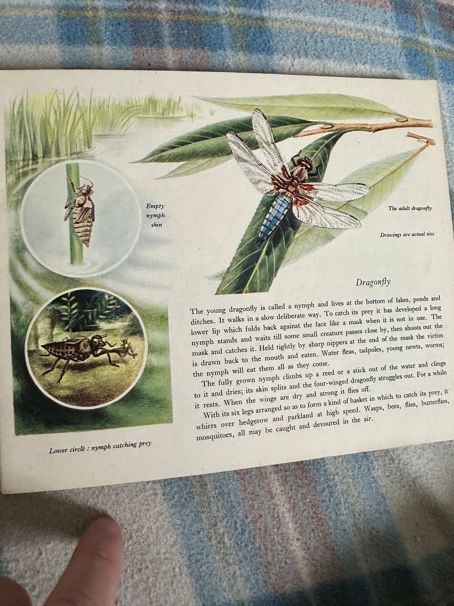 1950’s Insect Life(Puffin Picture Book 66) Arthur Smith