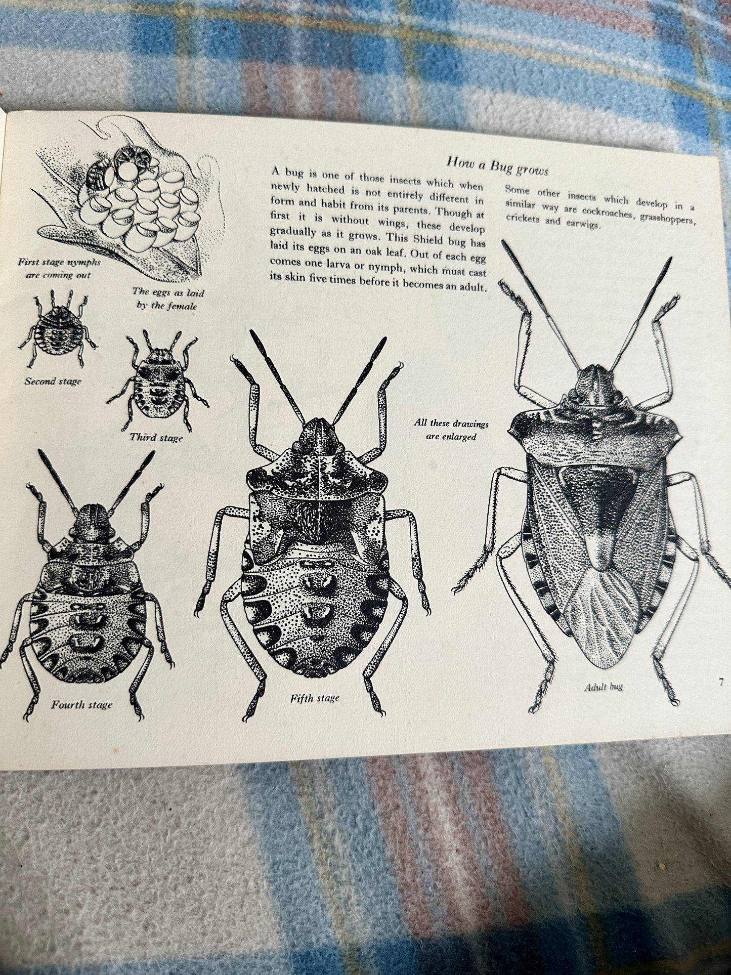 1950’s Insect Life(Puffin Picture Book 66) Arthur Smith