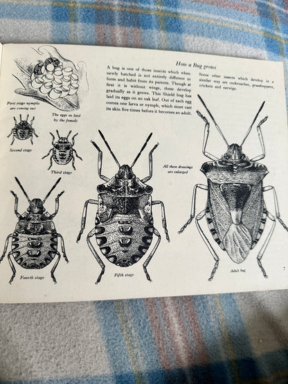 1950’s Insect Life(Puffin Picture Book 66) Arthur Smith