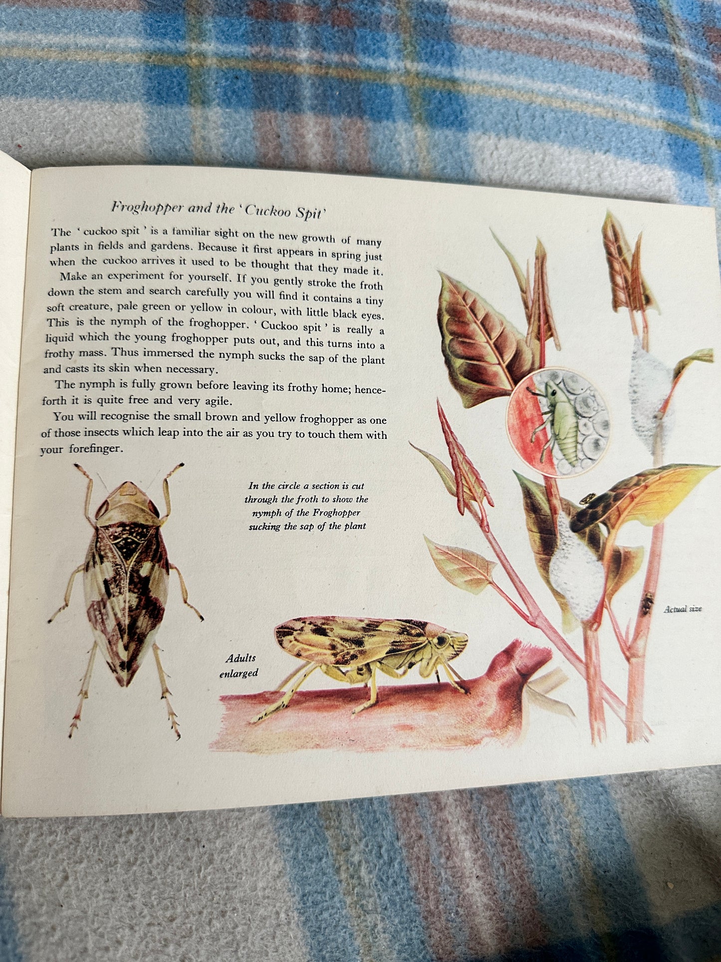 1950’s Insect Life(Puffin Picture Book 66) Arthur Smith