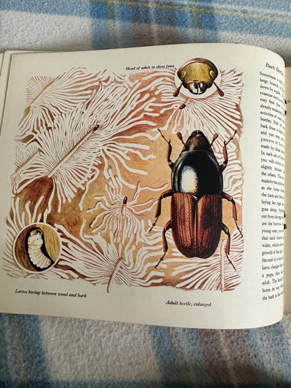 1950’s Insect Life(Puffin Picture Book 66) Arthur Smith