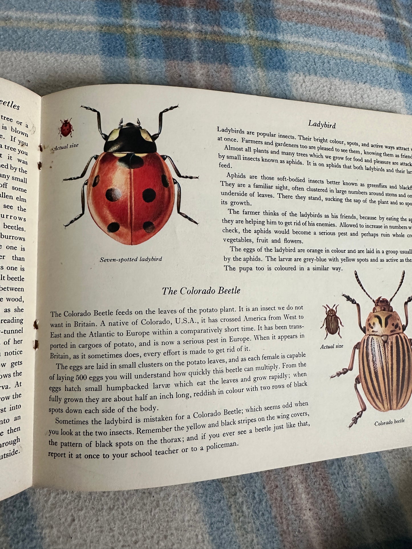 1950’s Insect Life(Puffin Picture Book 66) Arthur Smith