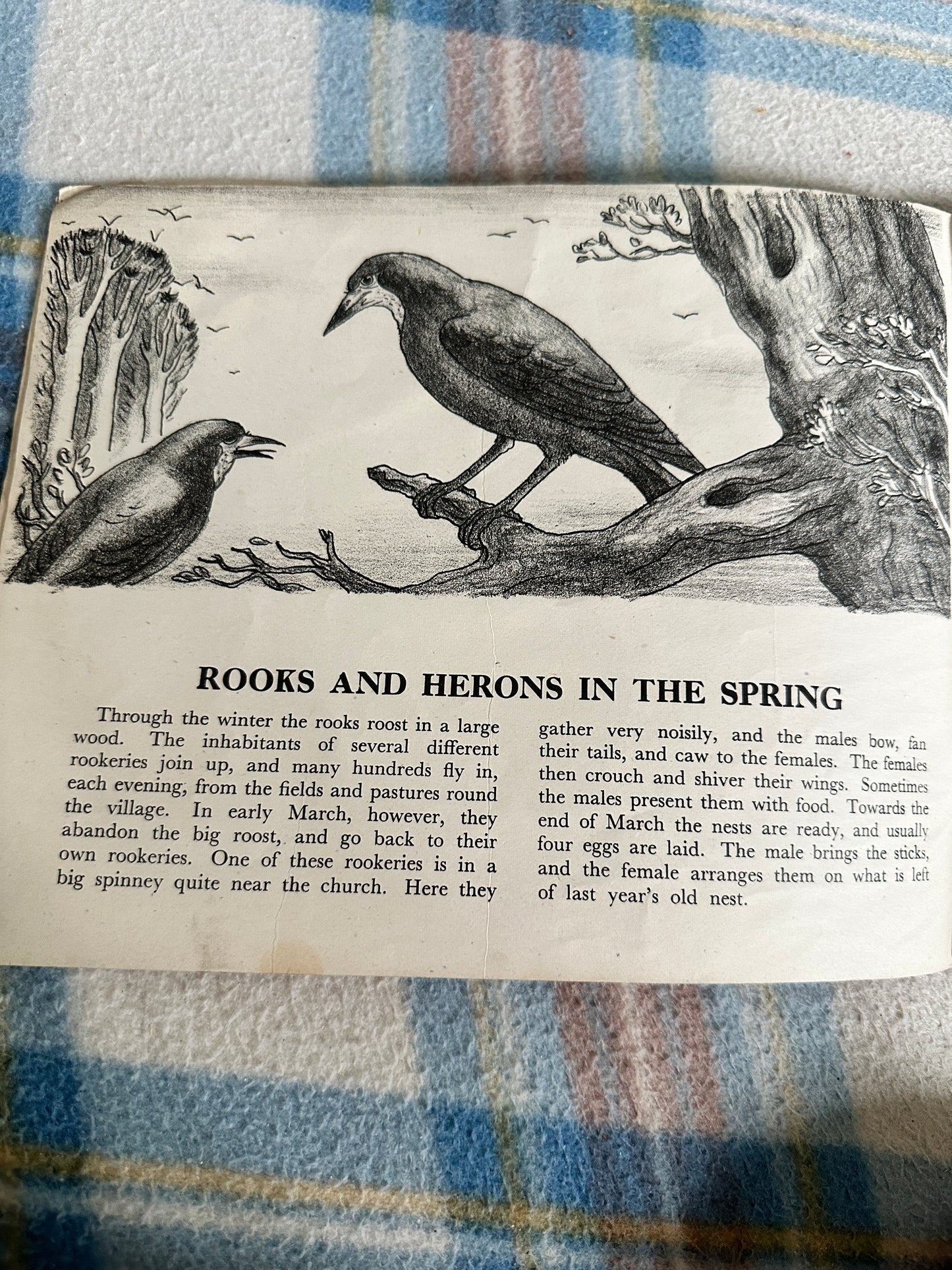 1944 Birds Of The Village (Puffin Picture Book No20) James Fisher(Illustrated by P.F. Millard