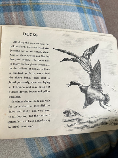 1944 Birds Of The Village (Puffin Picture Book No20) James Fisher(Illustrated by P.F. Millard