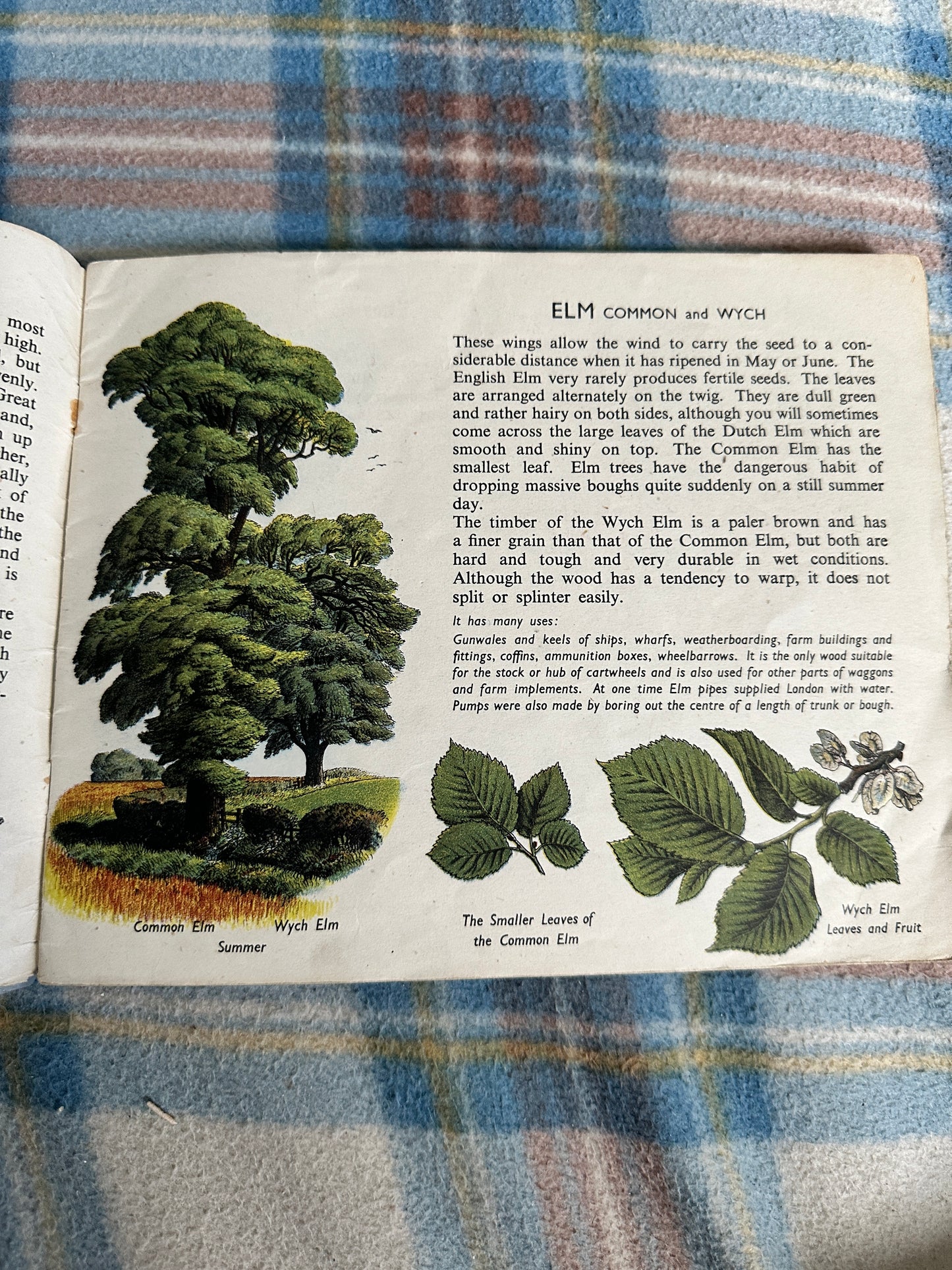 1940’s Trees In Britain(Puffin Picture Book No31) S. R. Badmin